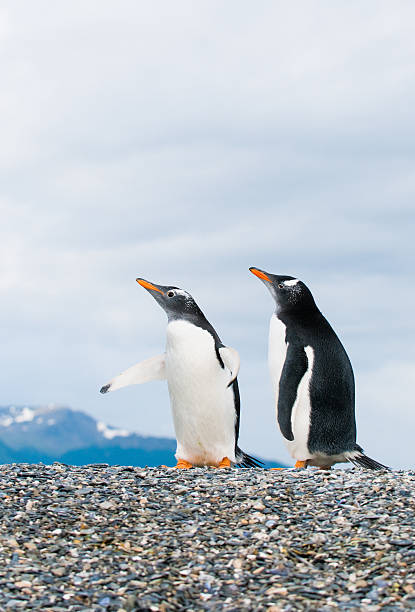 eselspinguine - pebble gentoo penguin antarctica penguin stock-fotos und bilder