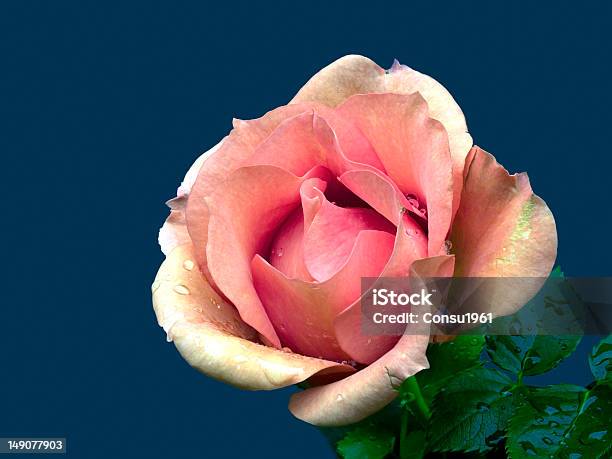 Rosa Foto de stock y más banco de imágenes de Agua - Agua, Espina - Parte de una planta, Flor