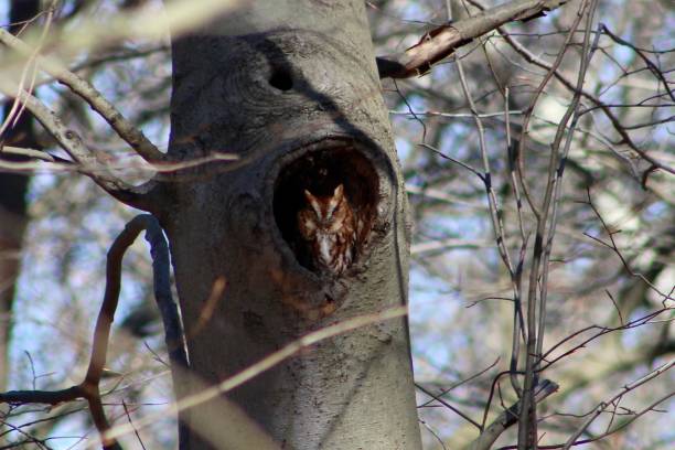 petit-duc maculé des indes - red owl screech owl animal photos et images de collection