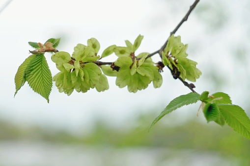 Blooming elm branch in early spring