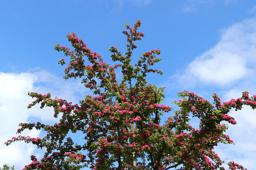 Blossoms of Crataegus Laevigata 'Paul's Scarlet' (Rotdorn).