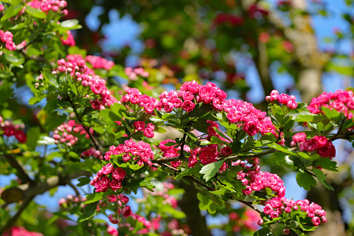 Blossoms of Crataegus Laevigata 'Paul's Scarlet' (Rotdorn).
