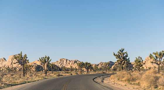 This is a photograph of a scenic road lined with Joshua trees growing in the Mojave desert landscape of the California national park in spring.