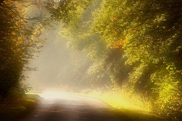 istock Country road at dawn 149078102
