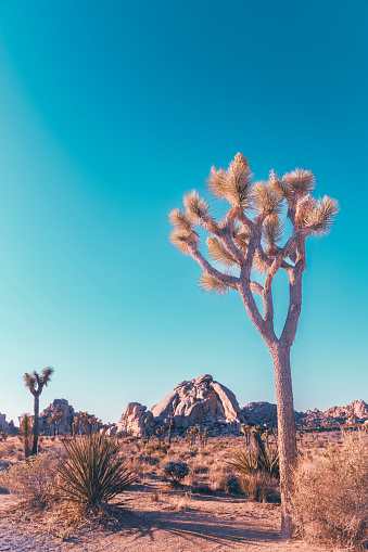 This is a photograph of a colorized Joshua Tree growing in the Mojave desert landscape of the California national park in spring.