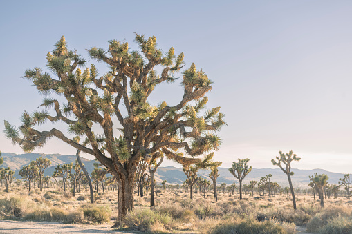 This is a photograph of a large Joshua tree growing in the Mojave desert landscape of the California national park in spring.