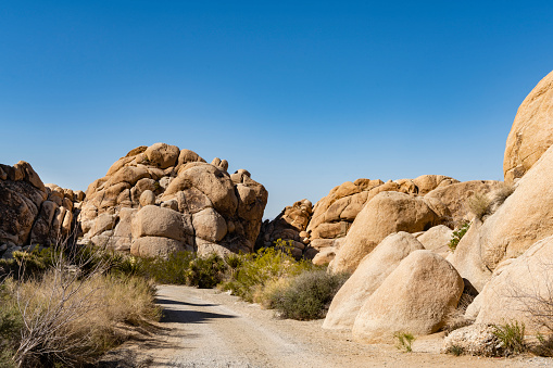 This is a photograph of a dirt road lined with rock formations in the Mojave desert landscape of Joshua Tree National Park in California during springtime.