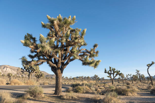 This is a photograph of a large Joshua tree growing in the Mojave desert landscape of the California national park in spring.