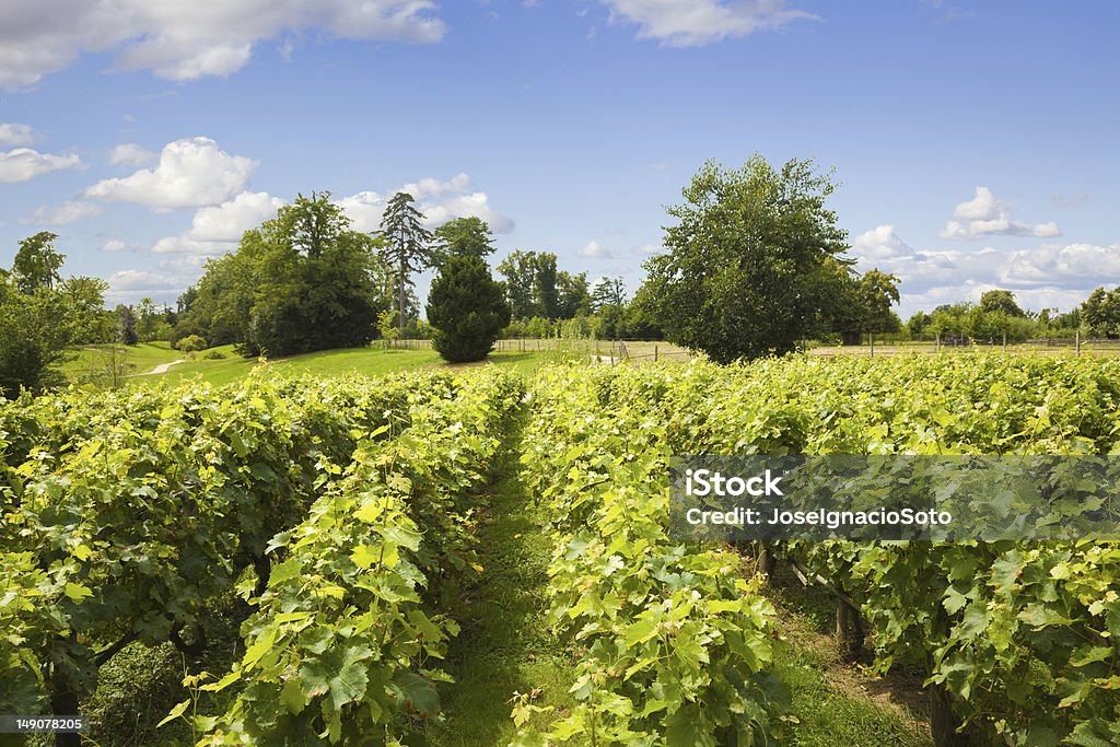 Filas de un tradicional vineyard sobre hierba - Foto de stock de Agricultura libre de derechos