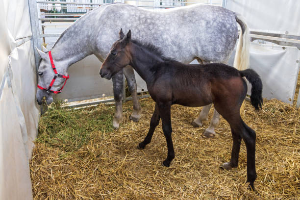 istock Newborn Black Foal Horse 1490782458