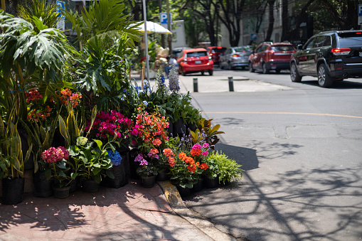 A charming flower shop nestled in the vibrant streets of La Condesa, showcasing a colorful array of blooms and botanical delights. High quality photo