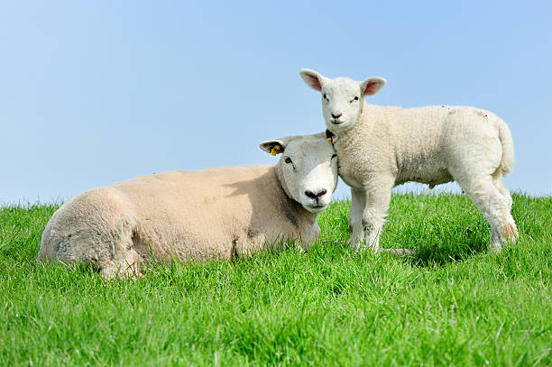 istock Mother sheep and her lamb in spring 149078291