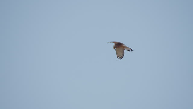 Incredible Hunting Moment: Side View of Lesser Kestrel Falcon Hovering and Diving for Prey with a Still Head Against Blue Sky