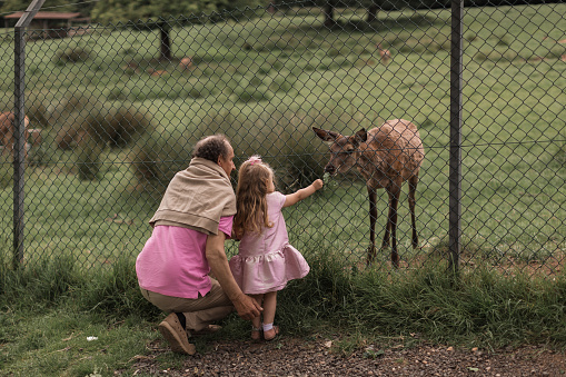Exciting experience. Cute little girl watching and stroking young dappled deer with food while spending great time with her family in zoo. National Park. Animals. High quality photo