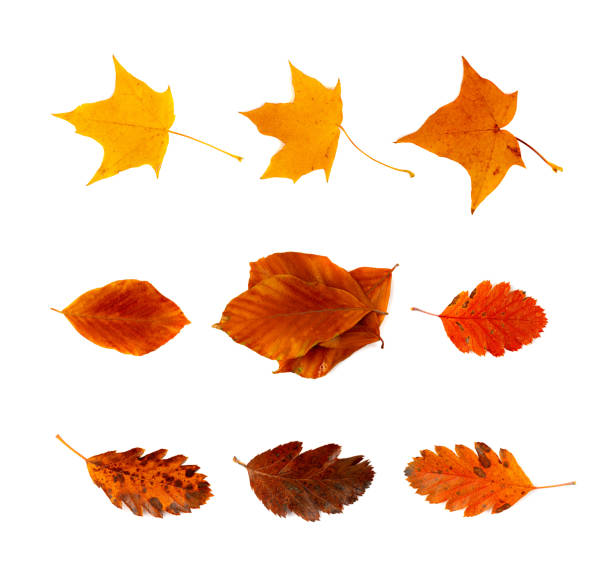 Autumn Leaf Set Isolated, Colored Autumn Tree Leaves, Red Orange Foliage, Fall Leaf Collection on White Background