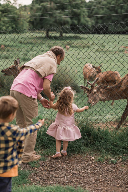 istock Exciting experience. Cute little girl watching and stroking young dappled deer with food while spending great time with her family in zoo. National Park. Animals 1490784197
