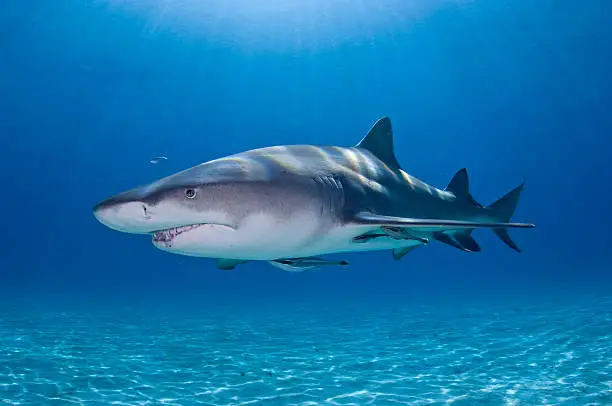 A Lemon Shark glides through the water in the Bahamas Banks