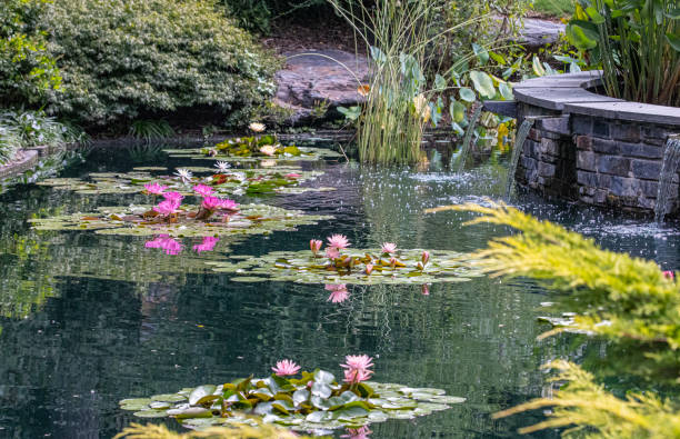 istock Lily pad with purple and yellow flower 1490784272