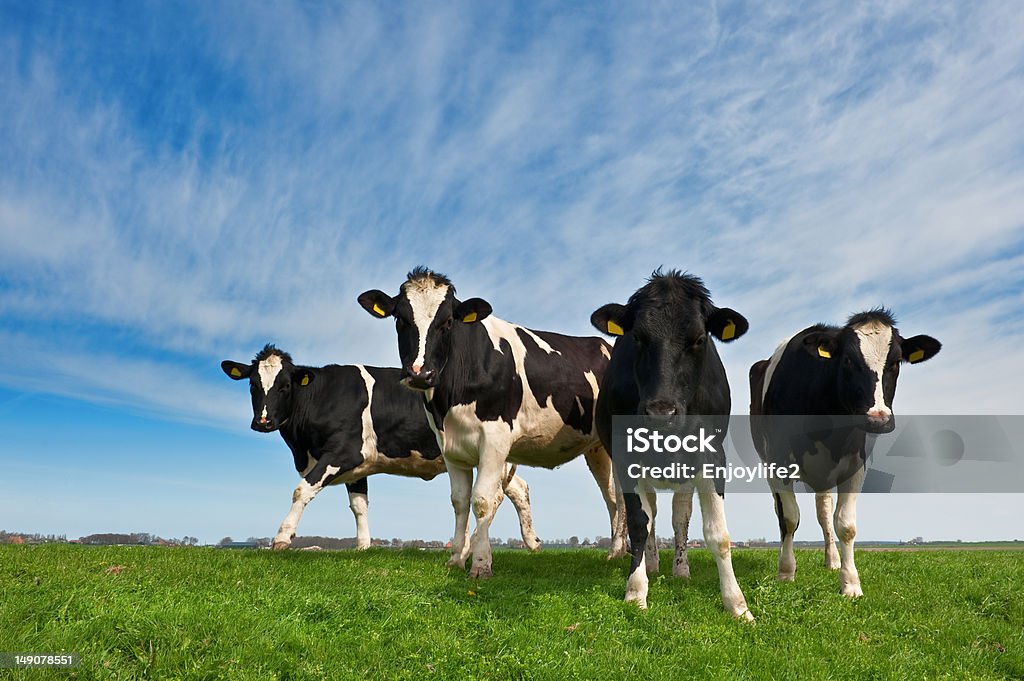 Vaches sur les terres agricoles des Pays-Bas - Photo de Agriculture libre de droits