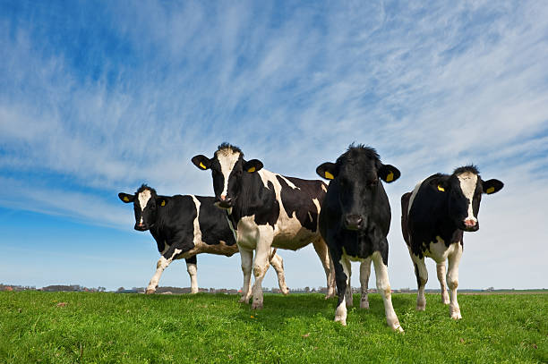 istock Cows on farmland in the Netherlands 149078551