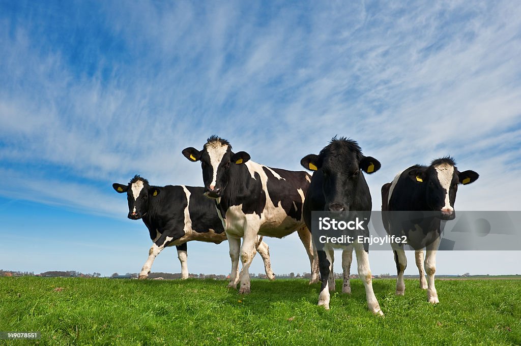 As vacas em terras dos Países Baixos - Foto de stock de Agricultura royalty-free