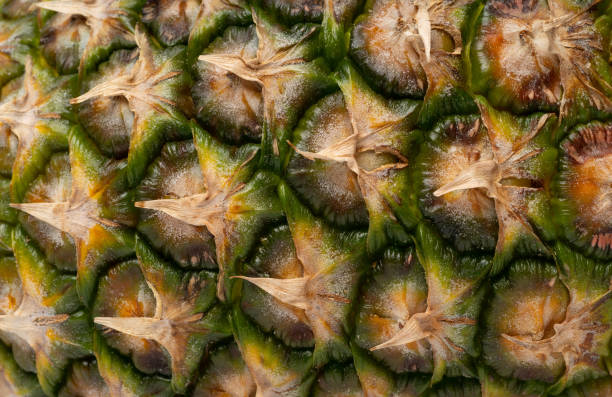 istock Pineapple Skin Texture Background, Ananas Pattern, Comosus Tropical Fruit Banner, Ripe Pine Apple Mockup 1490785904