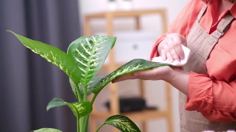 Lady in apron gently cleaning wiping recently transplanted plant at home, domestic flowers