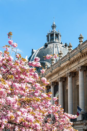 Spring in Paris : dome of Petit Palais with pink sakura flowered. Paris in France, April 8, 2023.