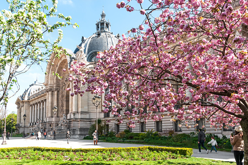 Spring in Paris : Dome of Petit Palais with pink sakura flowered. Paris in France, April 8, 2023.