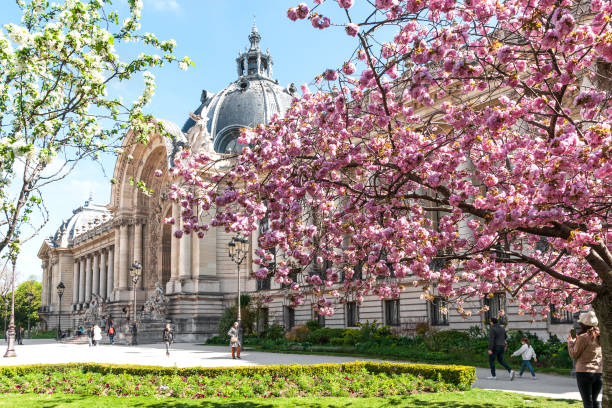 Petit Palais with sakura flowered Spring in Paris : Dome of Petit Palais with pink sakura flowered. Paris in France, April 8, 2023. small paris france palace france stock pictures, royalty-free photos & images