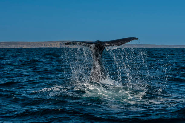 istock Sohutern right whale tail, endangered species, Patagonia,Argentina 1490787938