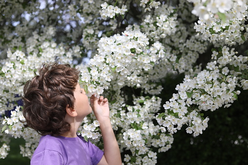 9-year old Caucasian boy standing in front of an apple tree blossoming with white flowers and smelling it. Seasonal allergies. Blossom season in Ontario, Canada. White apple tree blossom. Mother's Day 2023. Springtime in Canada.