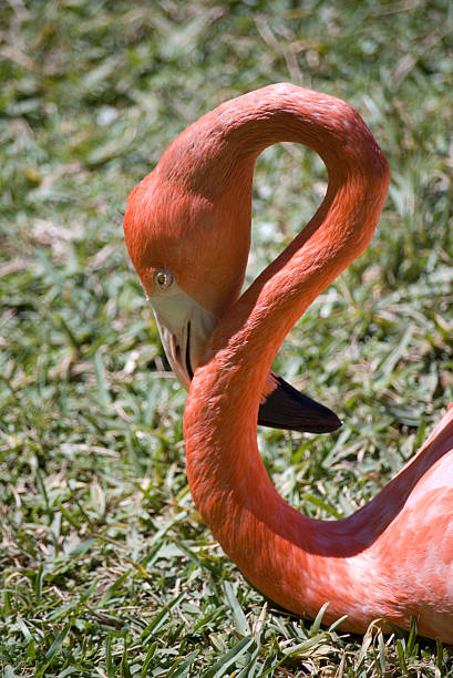 Flamingo la tête et du cou - Photo