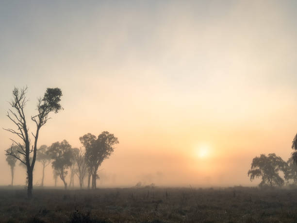 Horizontal landscape photo of the sun shining over misty Eucalyptus trees growing in a grassy paddock near Armidale, New England high country, NSW, in Autumn.