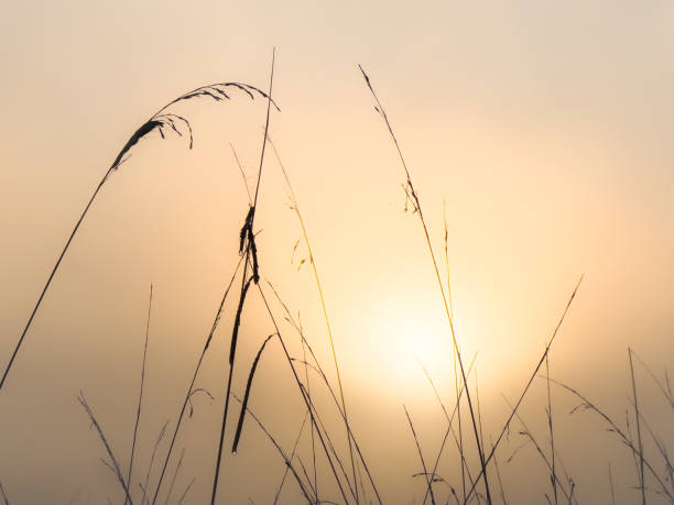 istock Autumn Grasses at Sunrise 1490789820