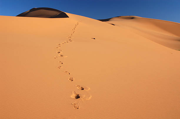 istock Footsteps in the Sahara Desert 149078998