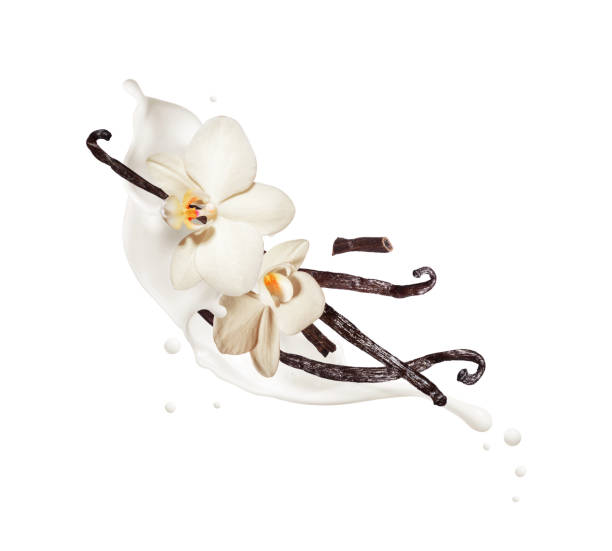 istock Dried vanilla sticks with flowers in dairy splashes close up, isolated on a white background 1490790179