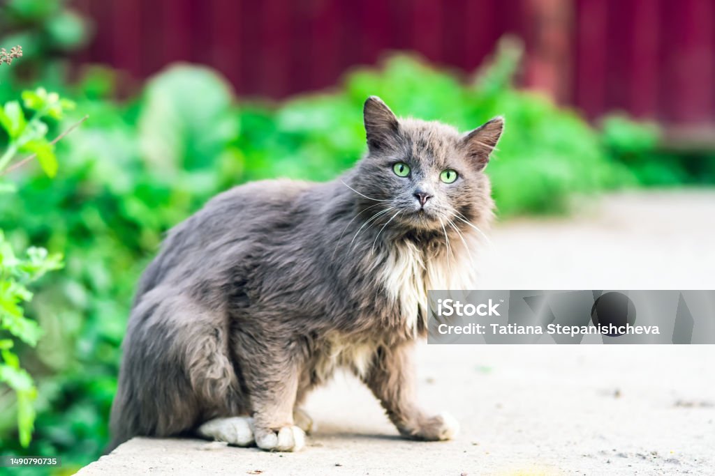 Wild gray cat looking tensely at the camera Alertness Stock Photo
