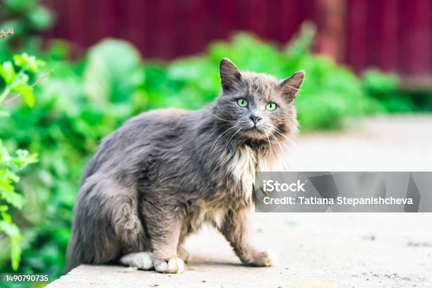 Wild Gray Cat Looking Tensely At The Camera Stock Photo - Download Image Now - Alertness, Anger, Animal