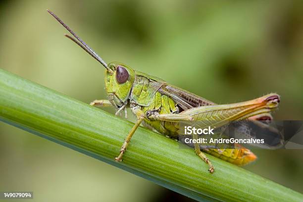 애송이 귀뚜라미-곤충에 대한 스톡 사진 및 기타 이미지 - 귀뚜라미-곤충, 야생 동물, 곤충