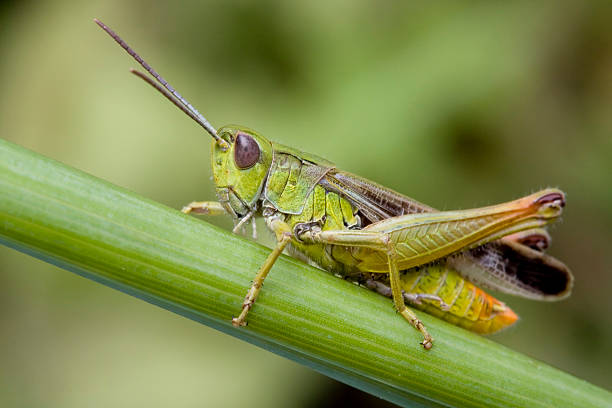 istock Close up of a grasshopper on a plant 149079094