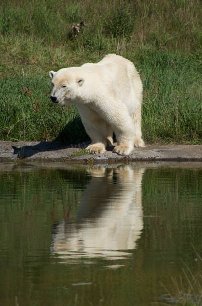 Polar bear scouting for fish by water stock photo