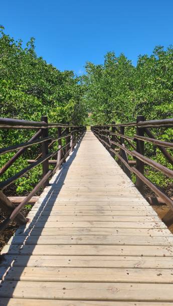 istock Bridge on Beach in Brazil 1490791828
