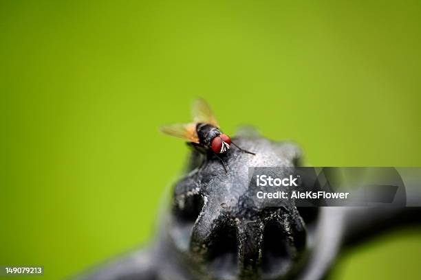 Volar Foto de stock y más banco de imágenes de Ala de animal - Ala de animal, Animal, Antihigiénico