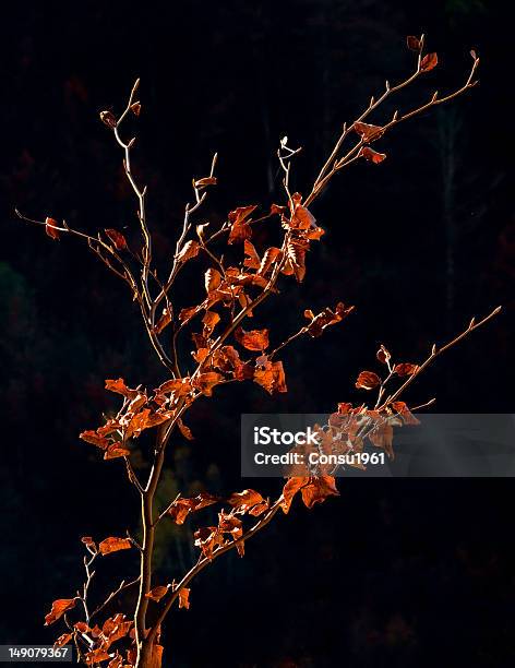 Otoño Foto de stock y más banco de imágenes de Color de hoja otoñal - Color de hoja otoñal, Comunidad Autónoma de Cataluña, Detalle de primer plano