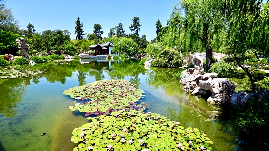 Japanese garden with koi fish