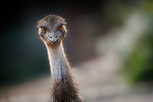 A closeup view of an emu's head staring at camera and appearing to be talking. 