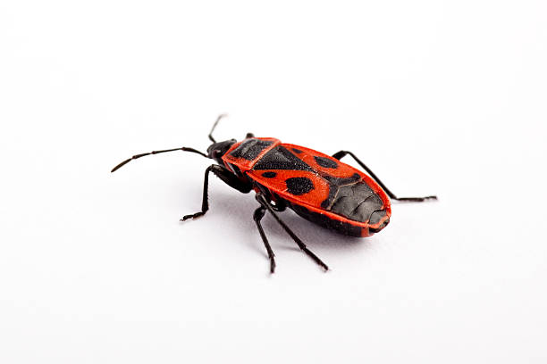 1,400+ Firebug Insect Stock Photos, Pictures & Royalty-Free Images - iStock