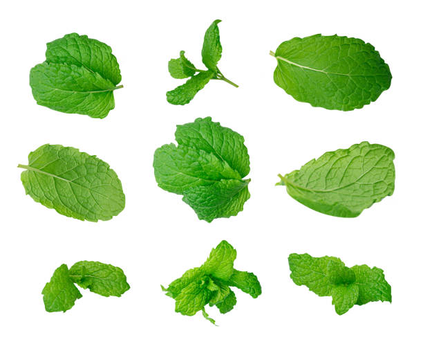 istock Mint Leaf Isolated, Fresh Menthol Leaves, Green Spearmint, Menthol Herb, Mint Leaf 1490796141