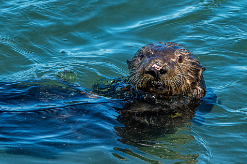 Close-up of wild sea otter (Enhydra lutris) resting, while floating in bay water. There are small ripples in the water reflecting the sky and clouds above the bay.\n\nTaken in Moss Landing, California. USA